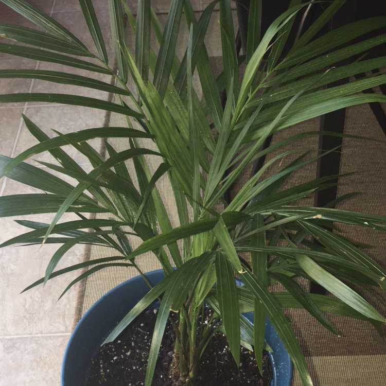 Majesty Palm plant photo by @pinkluva named Your plant on Greg, the plant care app.