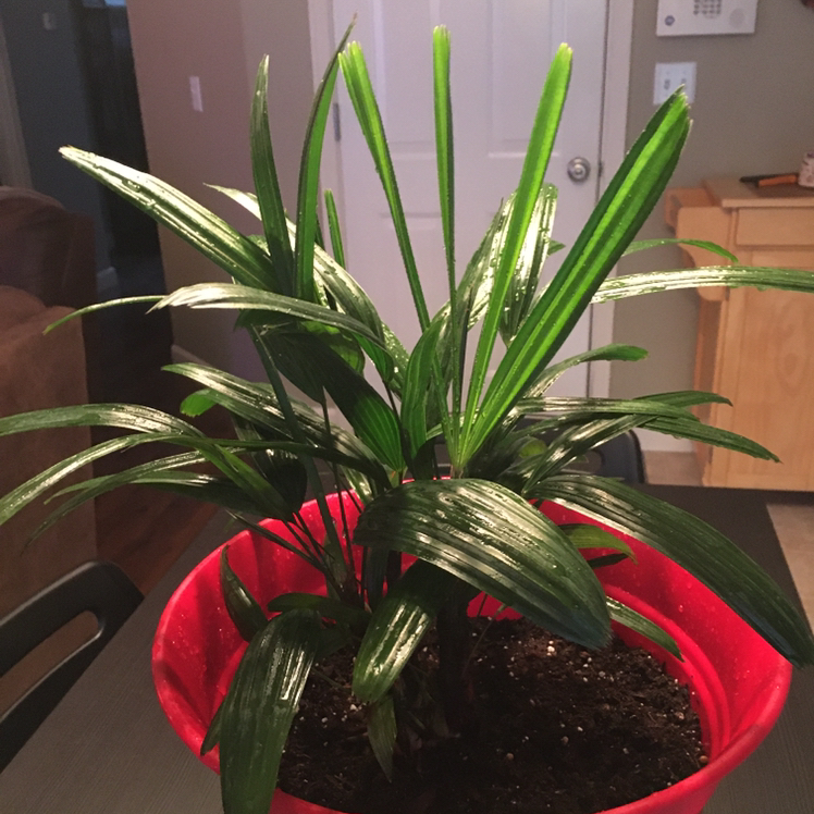 Rhapsis Palm plant photo by @pinkluva named Your plant on Greg, the plant care app.