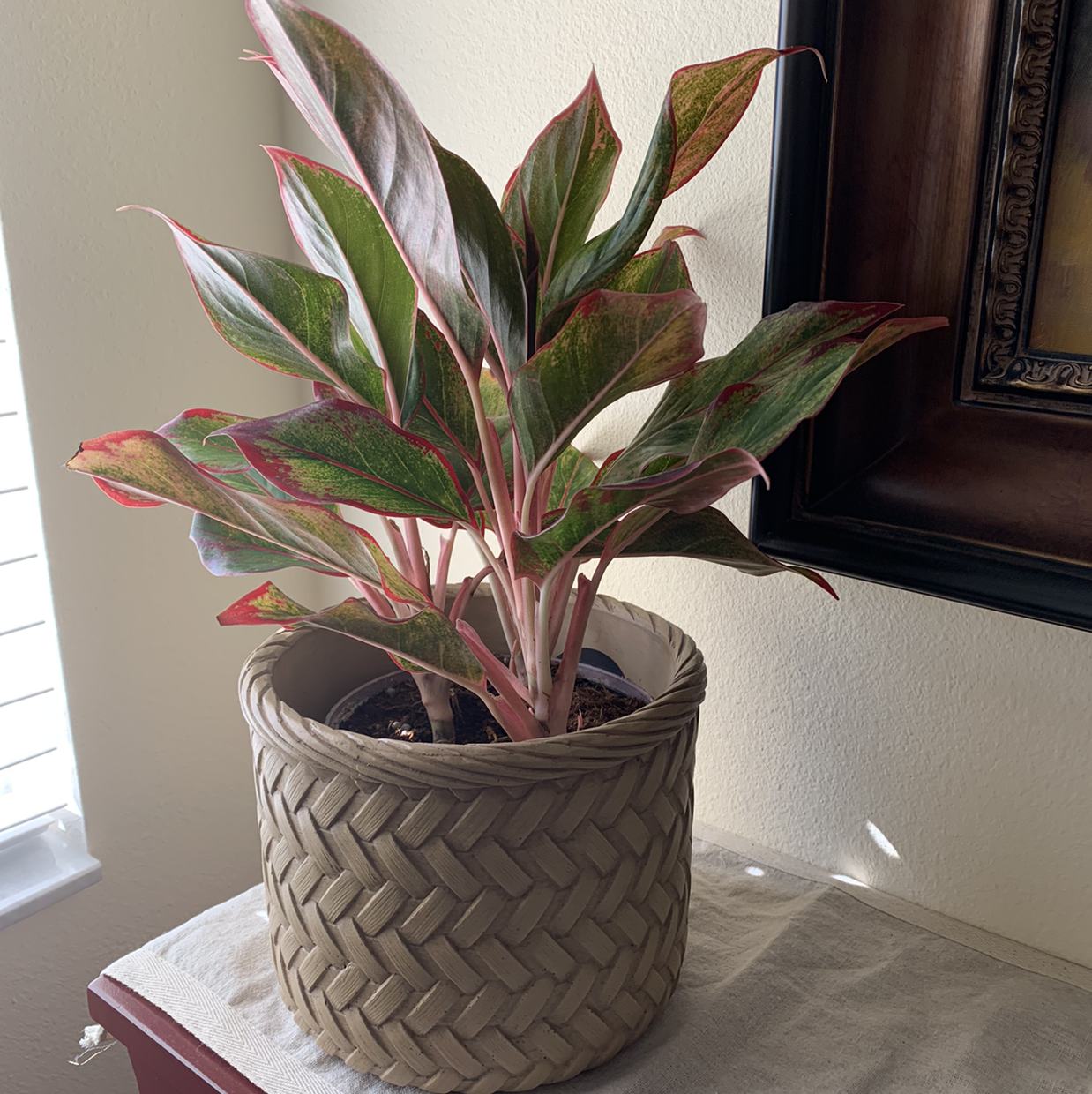 Red Siam Aurora Aglaonema plant in a woven basket pot with vibrant red and green leaves.