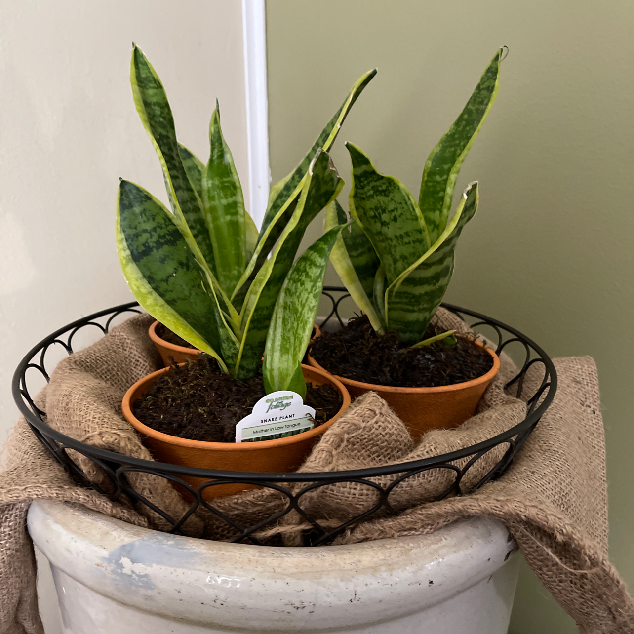Snake Plant plant photo by @ZealSunstar named Milly, Dilly, Philly on Greg, the plant care app.