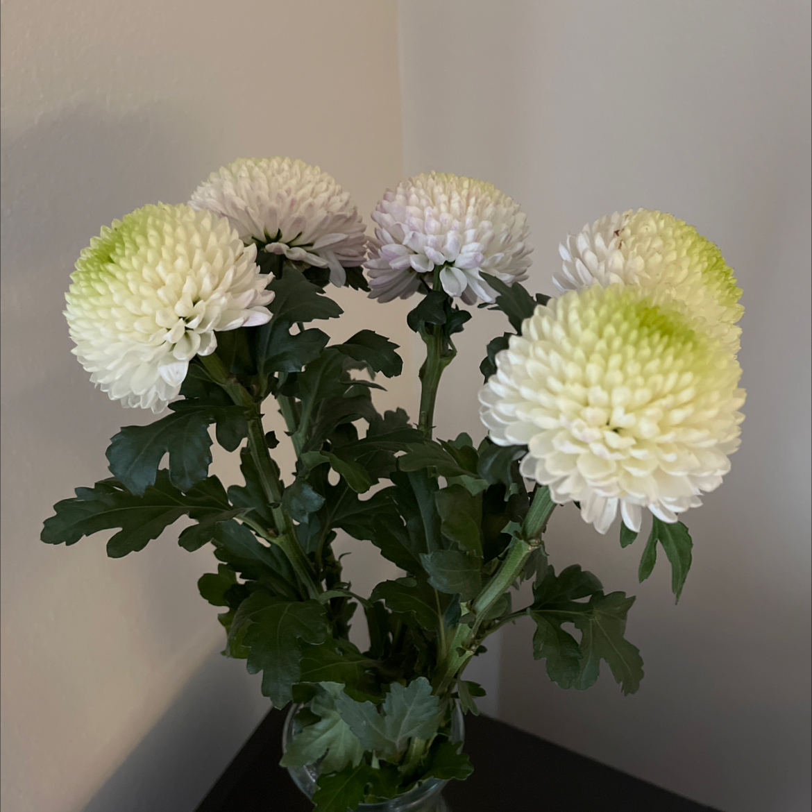 Giant Crego Aster plant with white and green flowers, healthy green leaves.