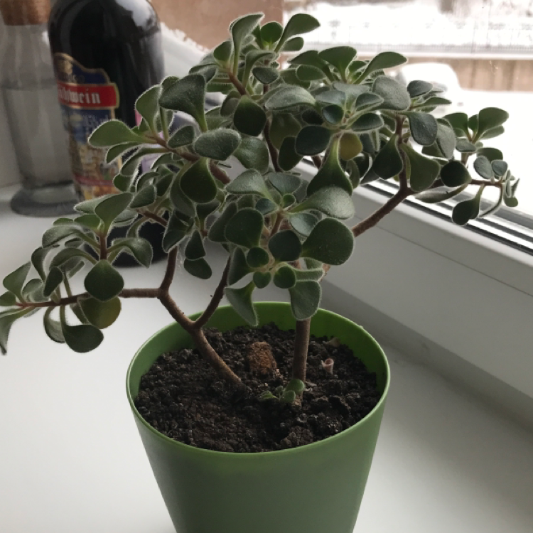 Photo of the plant species Tree of love by @elizabeth.shch named аихризон on Greg, the plant care app