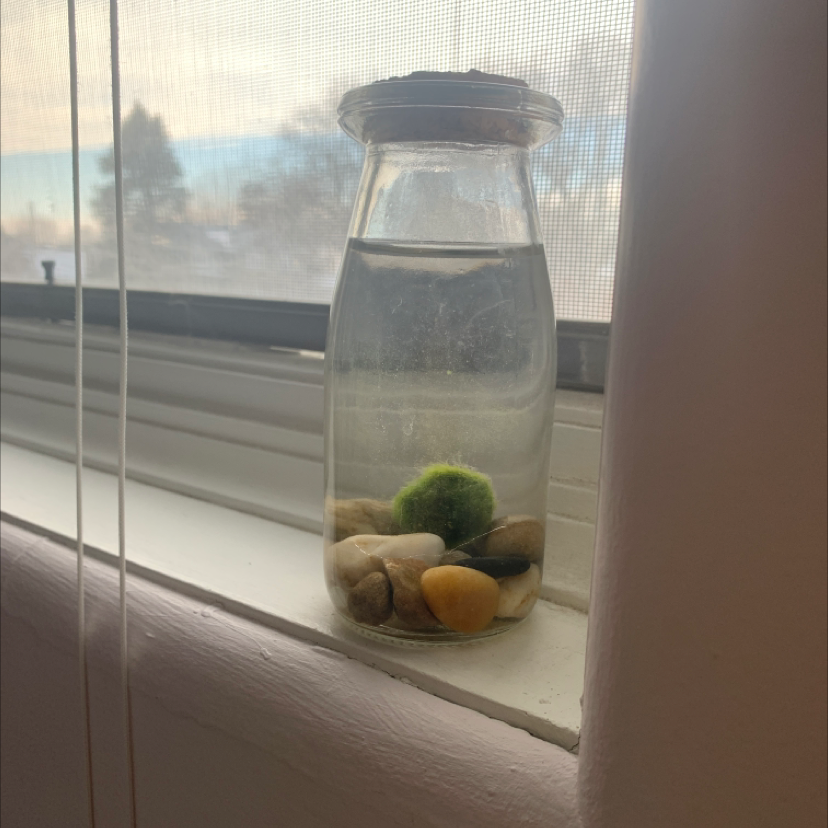 Marimo Moss Balls plant photo by Plant mom named Nemo on Greg, the plant care app.