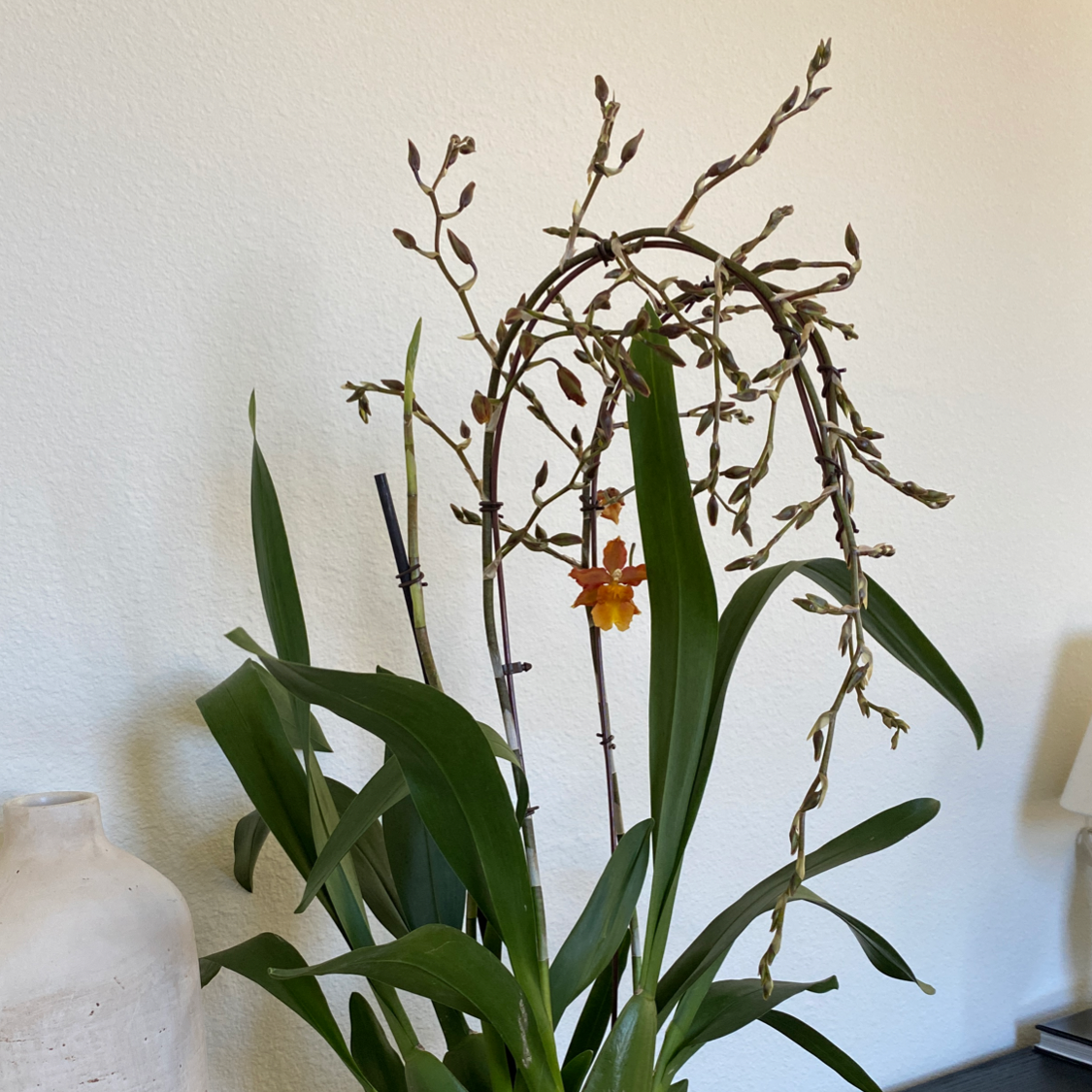 Dancing-Lady Orchid with green leaves and a few visible flowers.