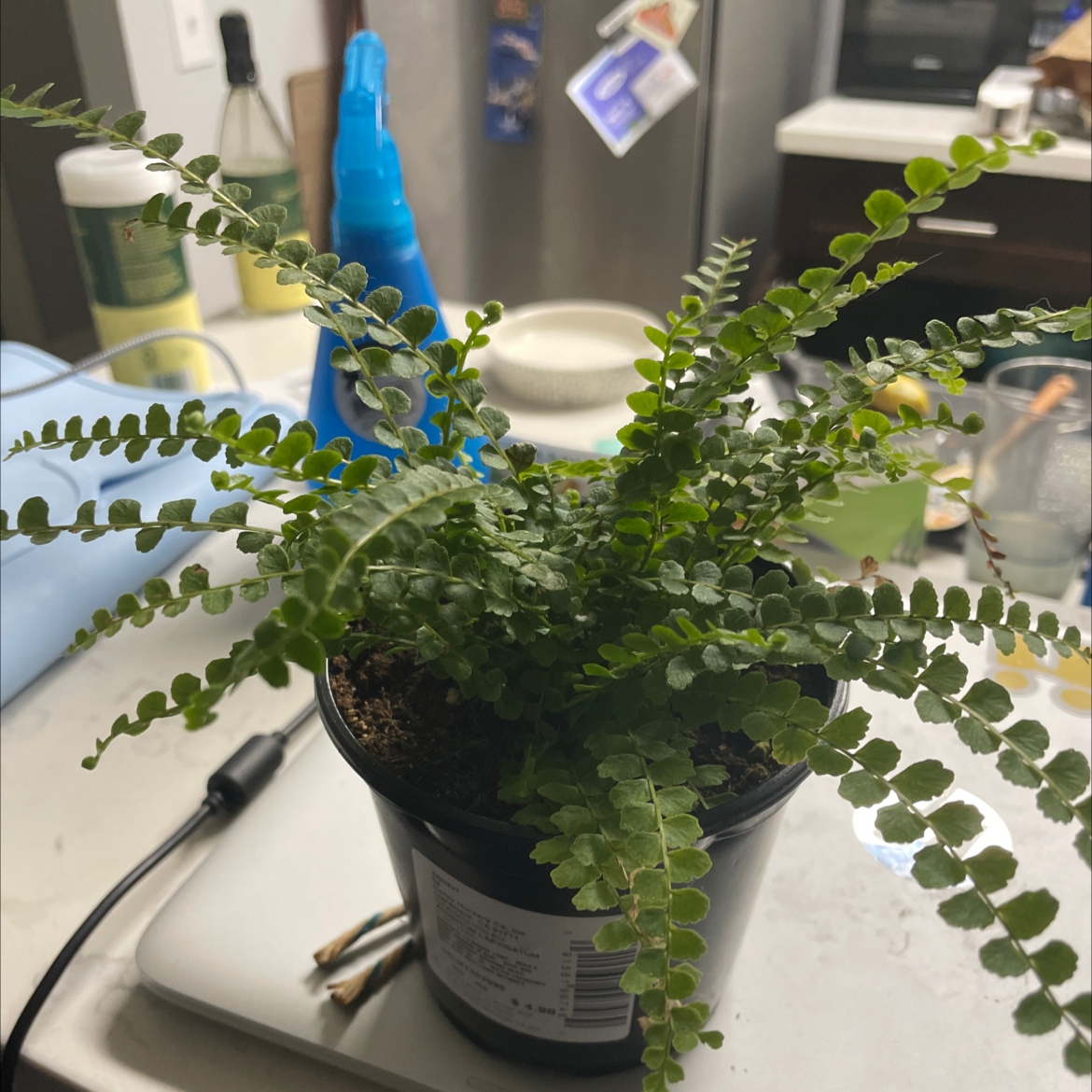 Pacific Maidenhair Fern in a pot with vibrant green leaves, well-framed and in focus.