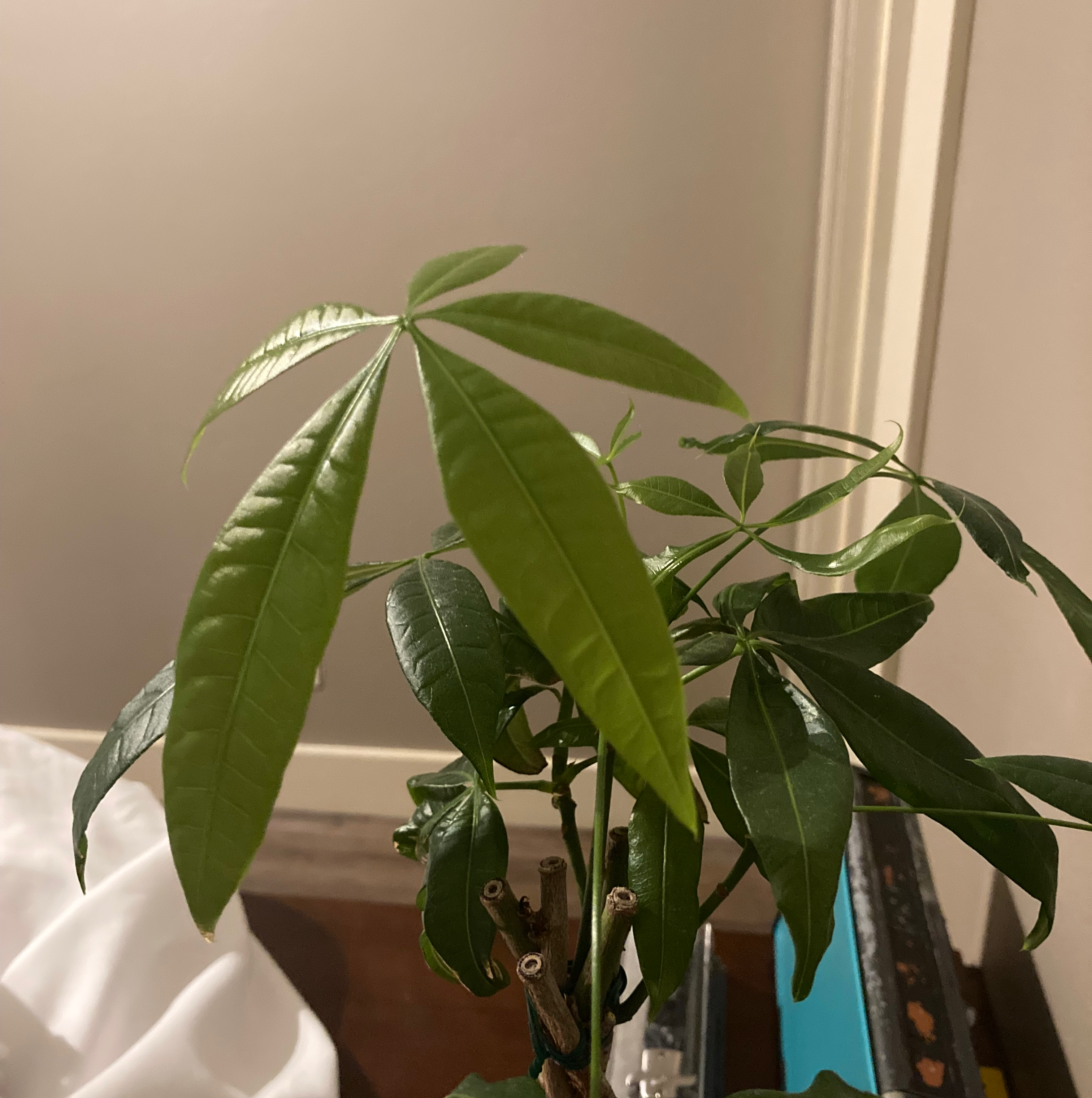 Money Tree plant photo by @IconSiricote named Sproutacus on Greg, the plant care app.