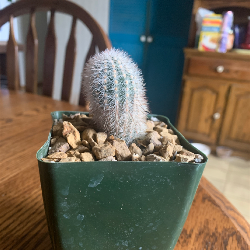 Photo of the plant species Echinocereus laui by @TotalWildtea named Rhino on Greg, the plant care app