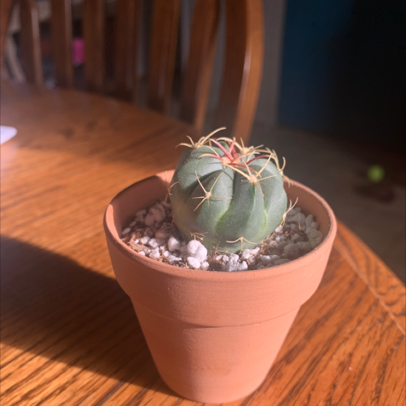 Photo of the plant species Ferocactus macrodiscus by @TotalWildtea named Morticia on Greg, the plant care app