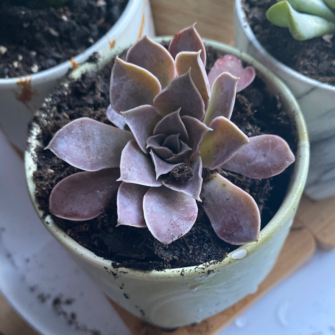 Photo of the plant species Shattering Echeveria by @hannerss98 named Courtnee on Greg, the plant care app