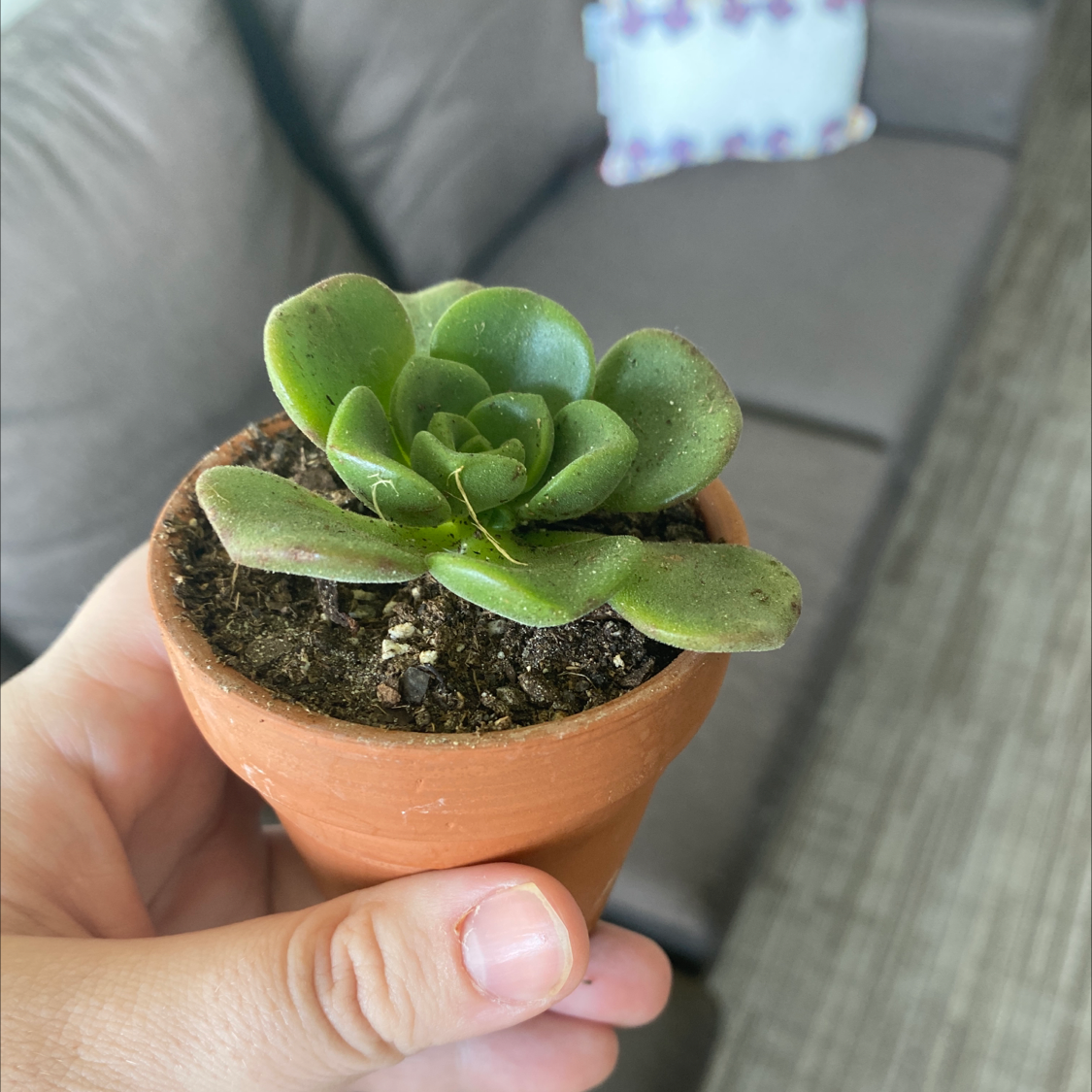 Aeonium 'Lily Pad' plant in a terracotta pot held by a hand, with a couch in the background.