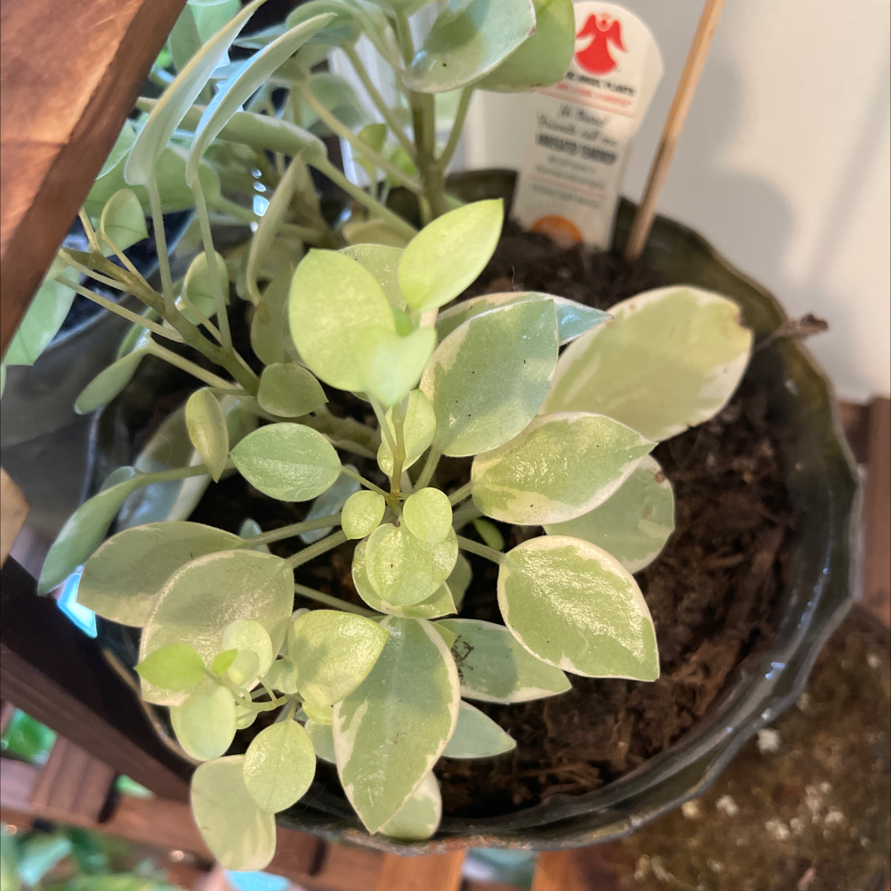 Variegated Teardrop Peperomia plant in a pot with healthy leaves.
