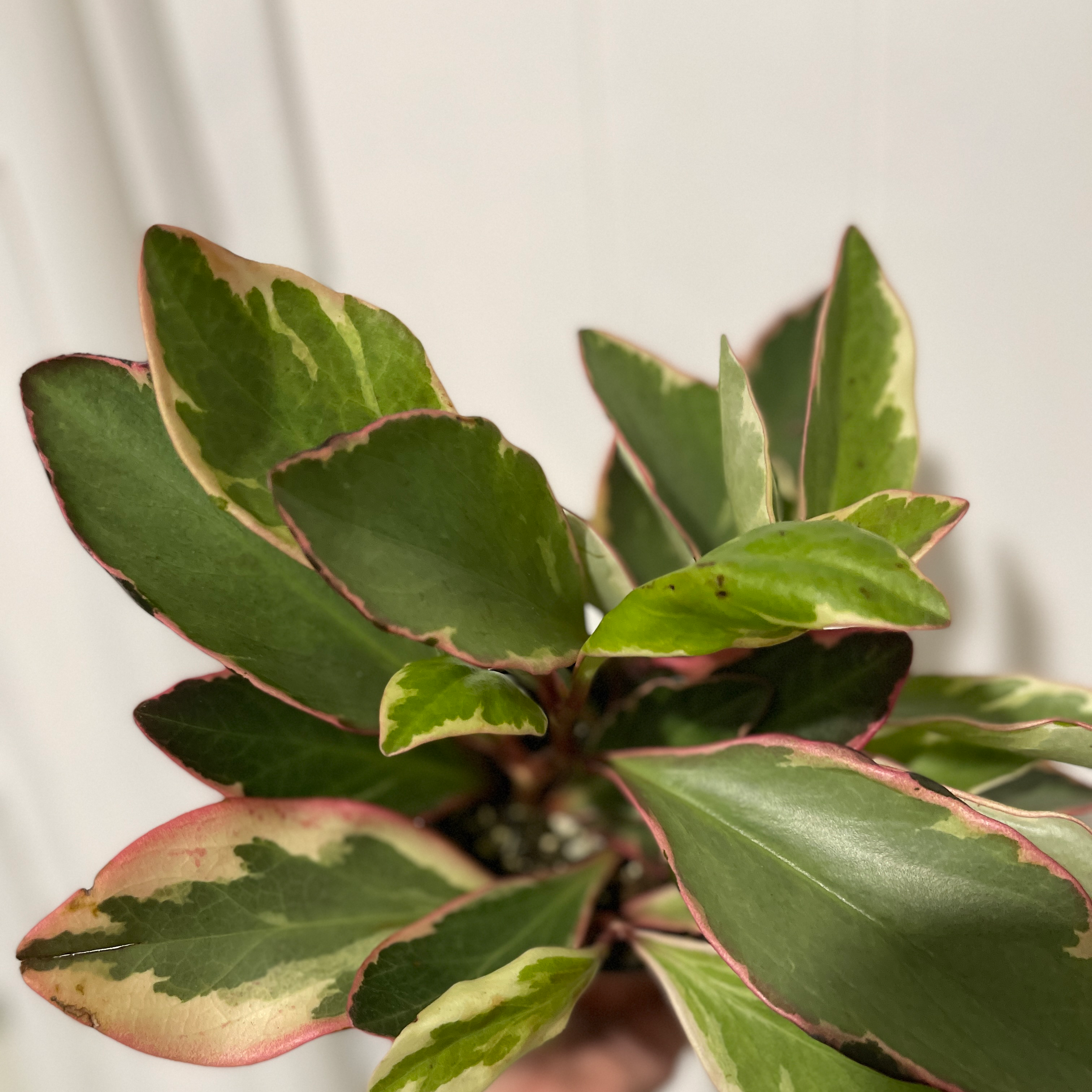 Photo of the plant species Jelly Plant by @keelyjnm named Hermione on Greg, the plant care app