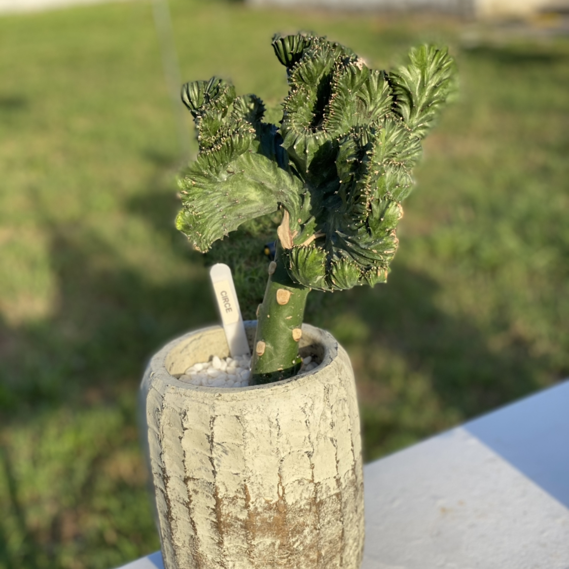 Photo of the plant species Crested Elkhorn by @gregandjudyfam named Circe on Greg, the plant care app