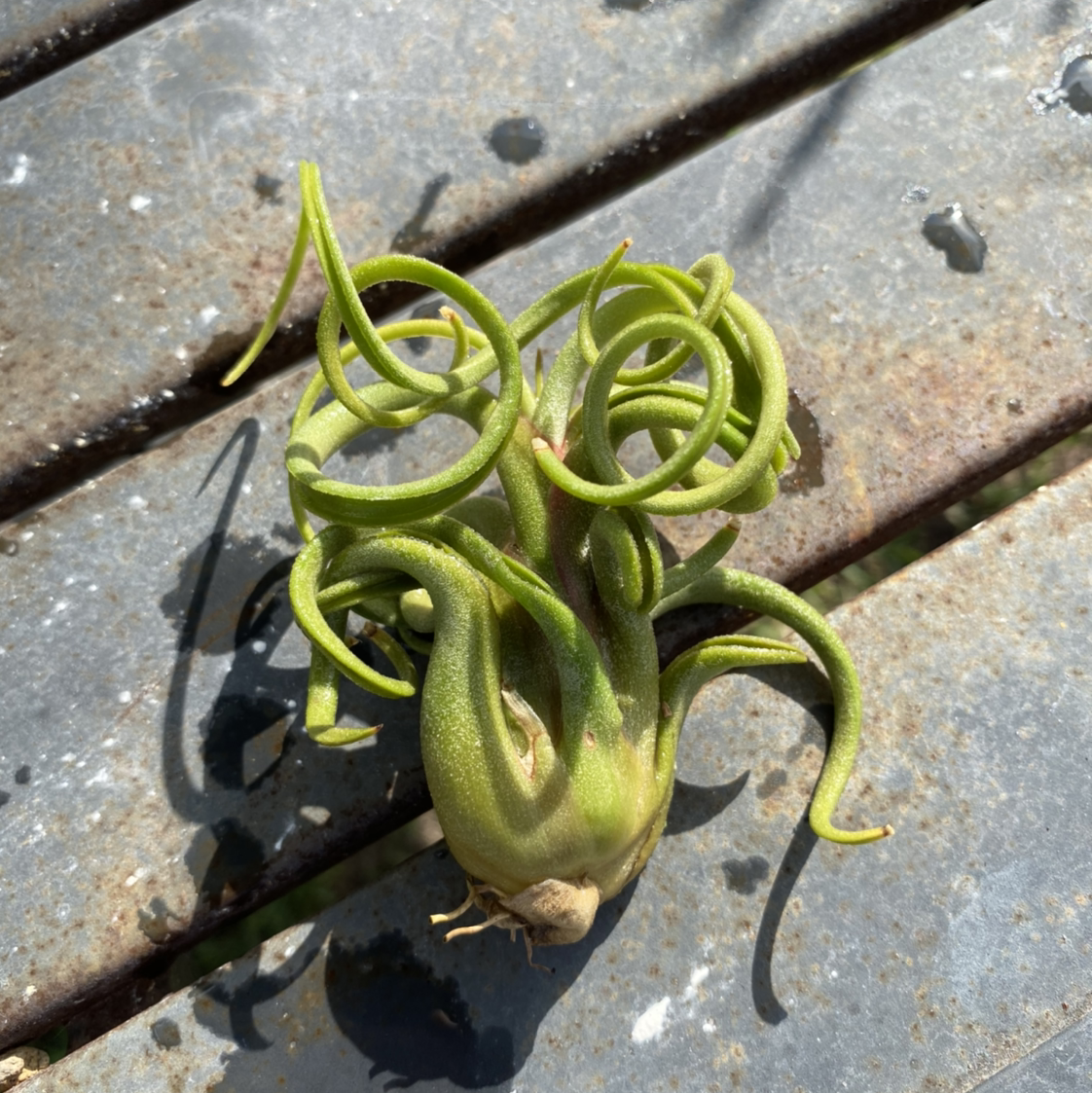 Photo of the plant species Medusa Head Air Plant by @gregandjudyfam named Medusa on Greg, the plant care app