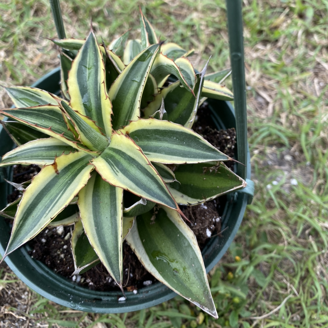 Healthy variegated Century Plant in a black pot, with long pointed leaves radiating in a spiral pattern.