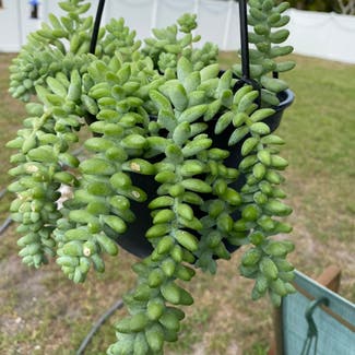 Donkey's Tail plant in Somewhere on Earth