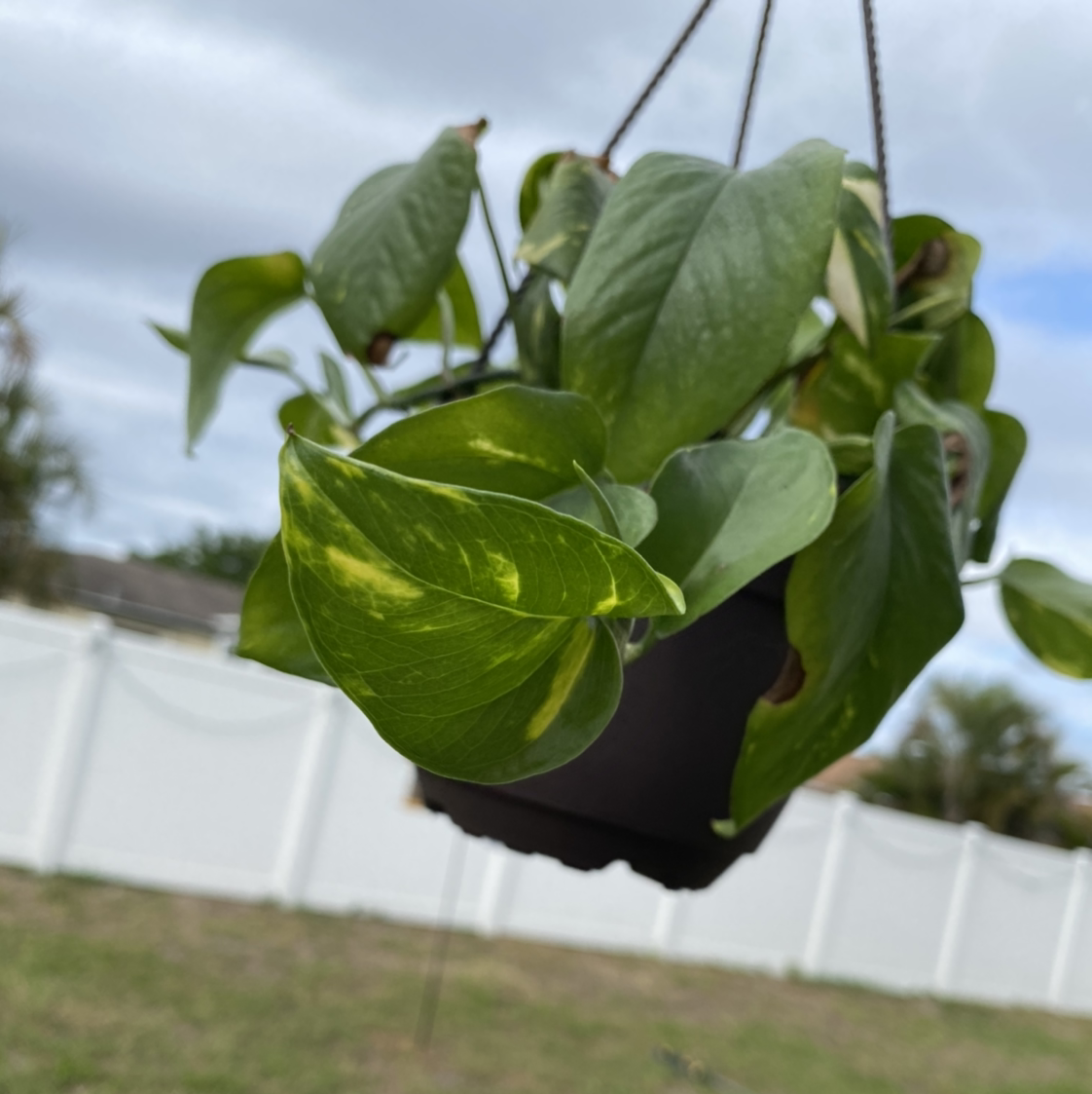 Taro Vine plant photo by @gregandjudyfam named Pothos on Greg, the plant care app.