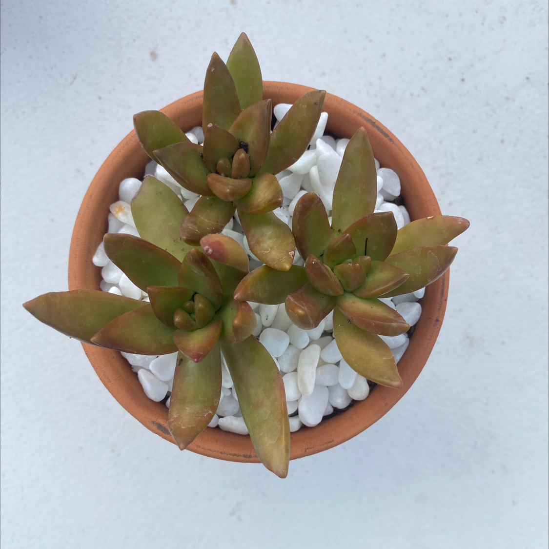 Sedum adolphi 'Sunset' plant in a terracotta pot with white pebbles.