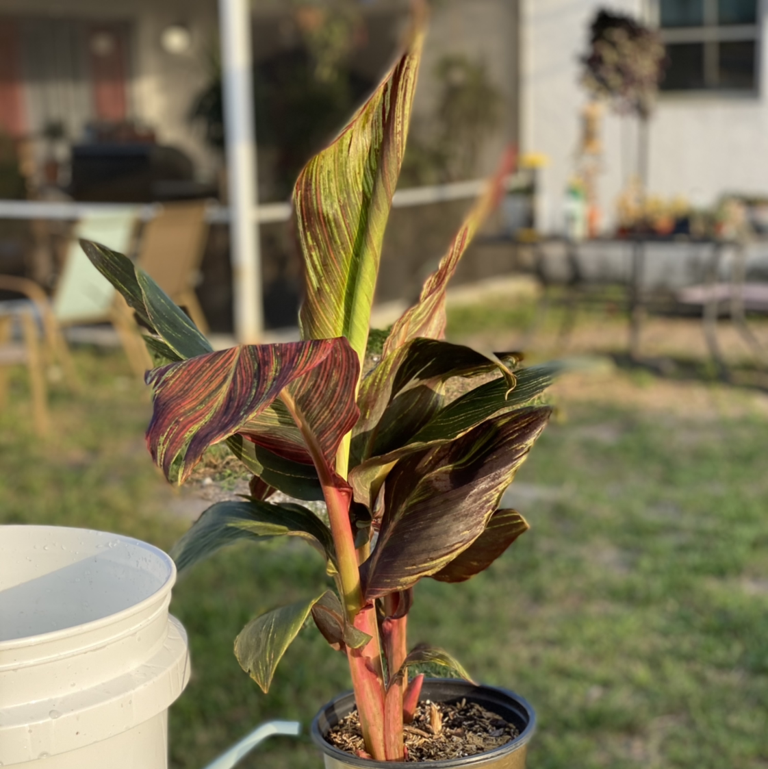 Photo of the plant species Tropicanna Canna Lily by @gregandjudyfam named Michelle Branch on Greg, the plant care app