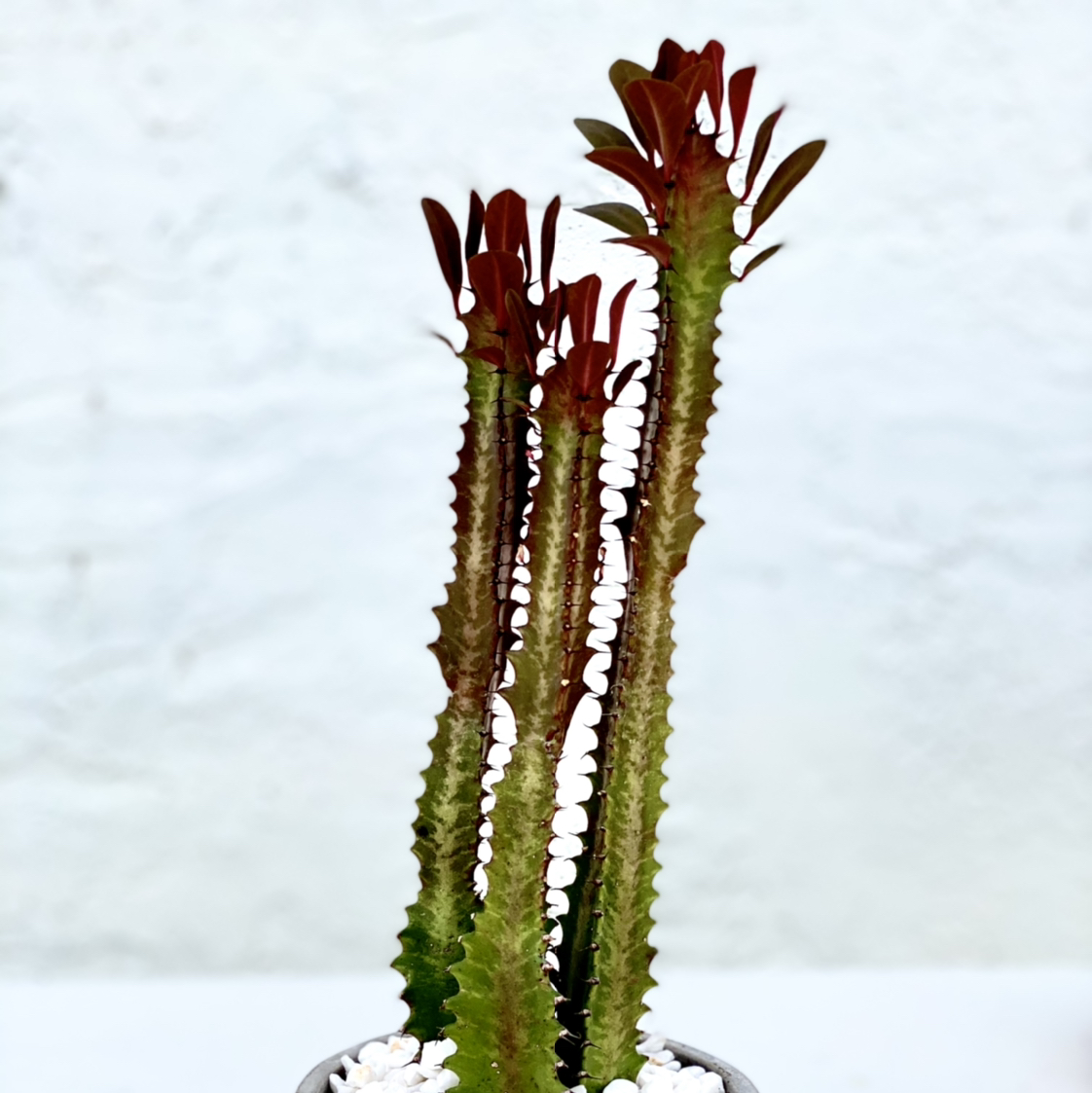 Photo of the plant species African Milk Tree by @gregandjudyfam named Daphne on Greg, the plant care app