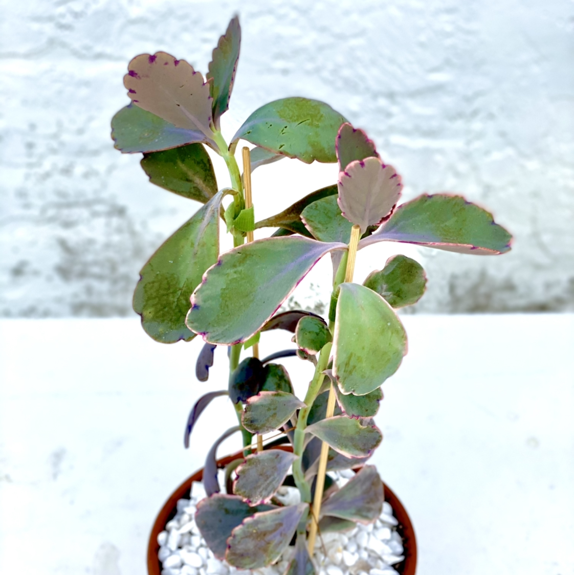 Lavender Scallops plant in a pot with white pebbles, appears healthy.
