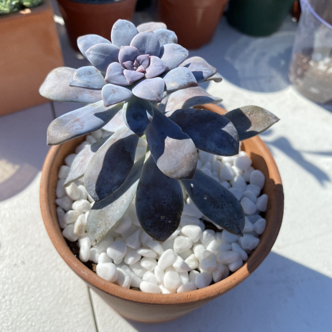 Photo of the plant species Five Stamen Graptopetalum by @gregandjudyfam named Gates on Greg, the plant care app