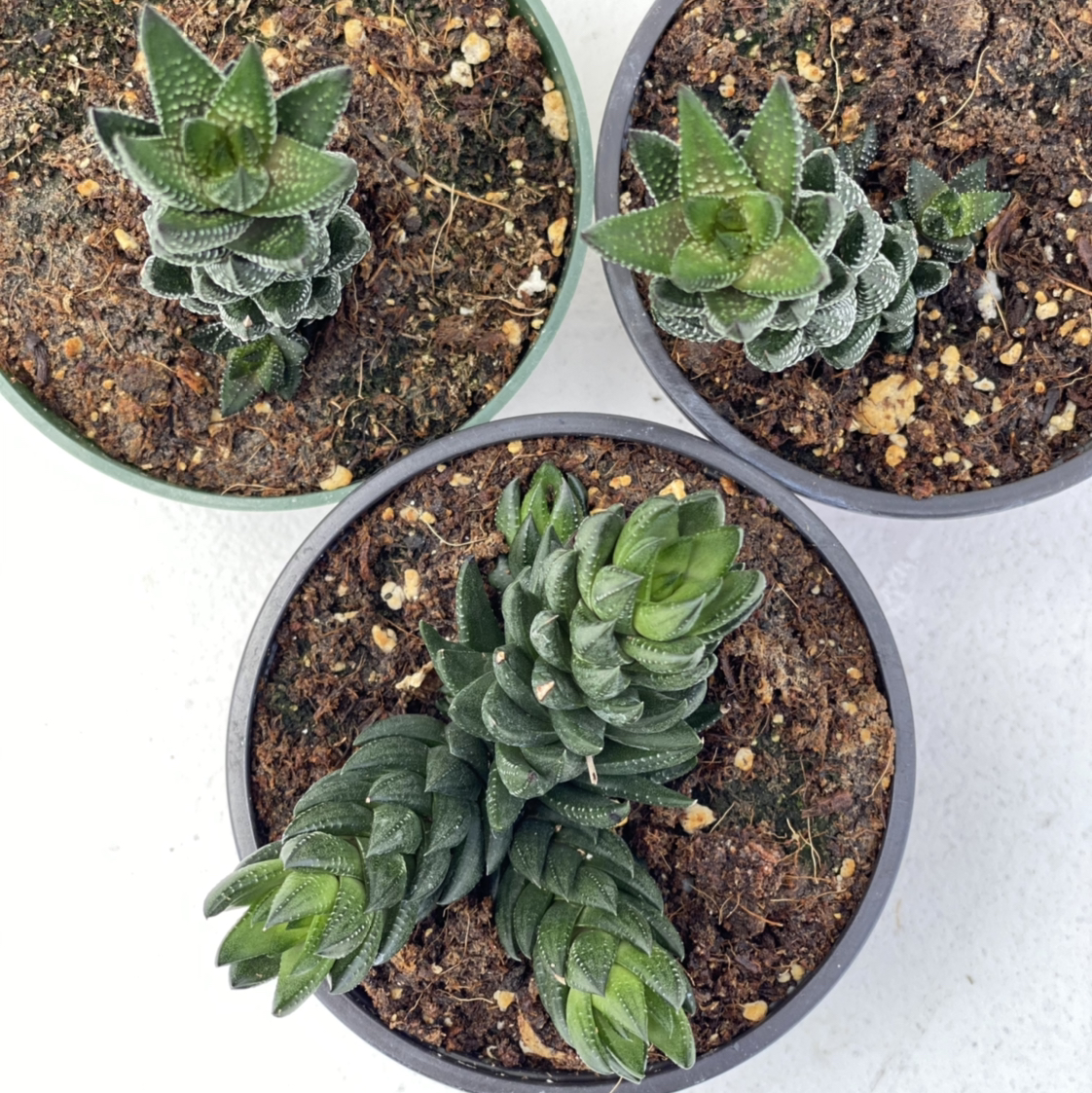 Three potted Haworthiopsis coarctata plants with visible soil, appearing healthy.
