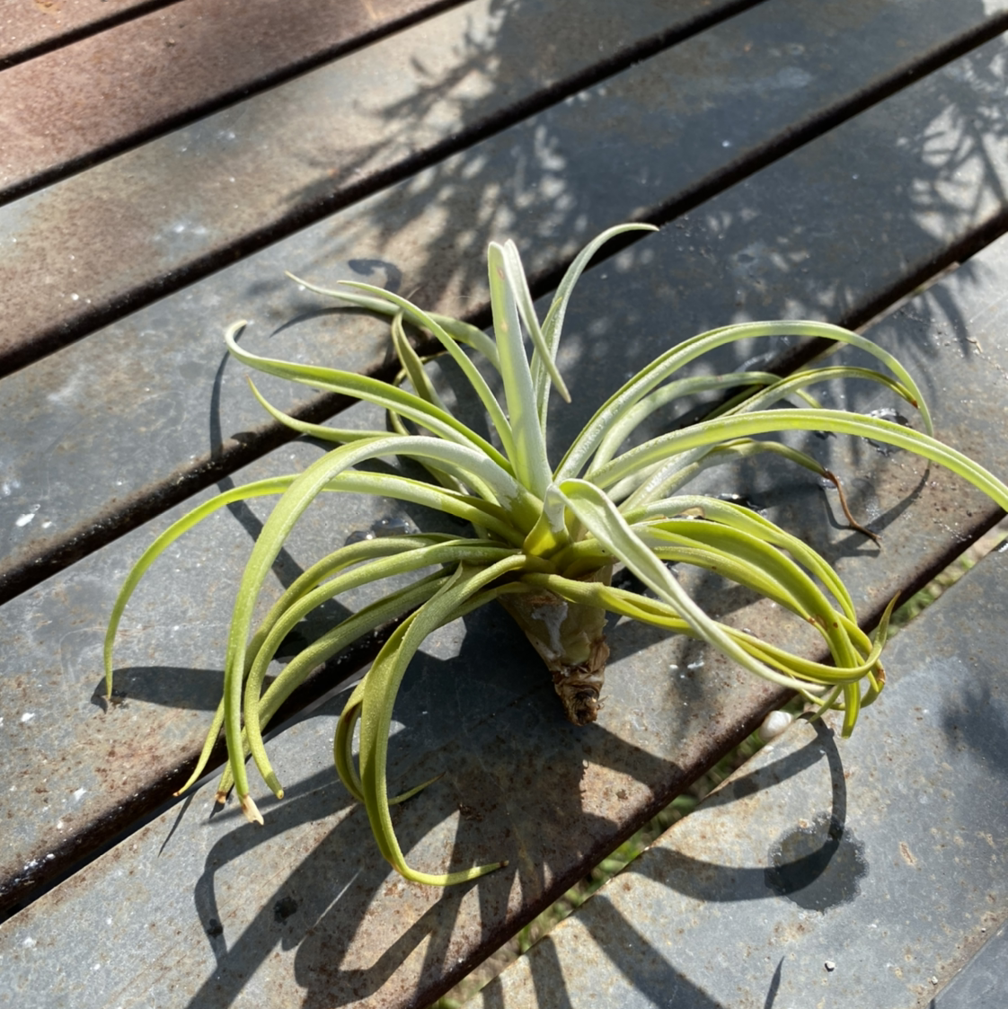 Aeranthos Air Plant on a wooden surface, appearing healthy with green leaves.