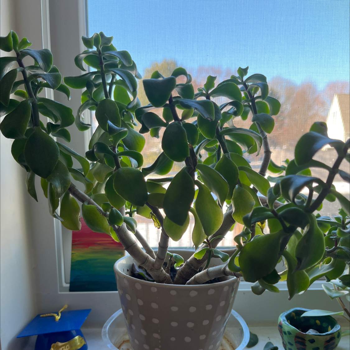 Lucky Plant plant photo by @MesmerizingTaro named Harry on Greg, the plant care app.