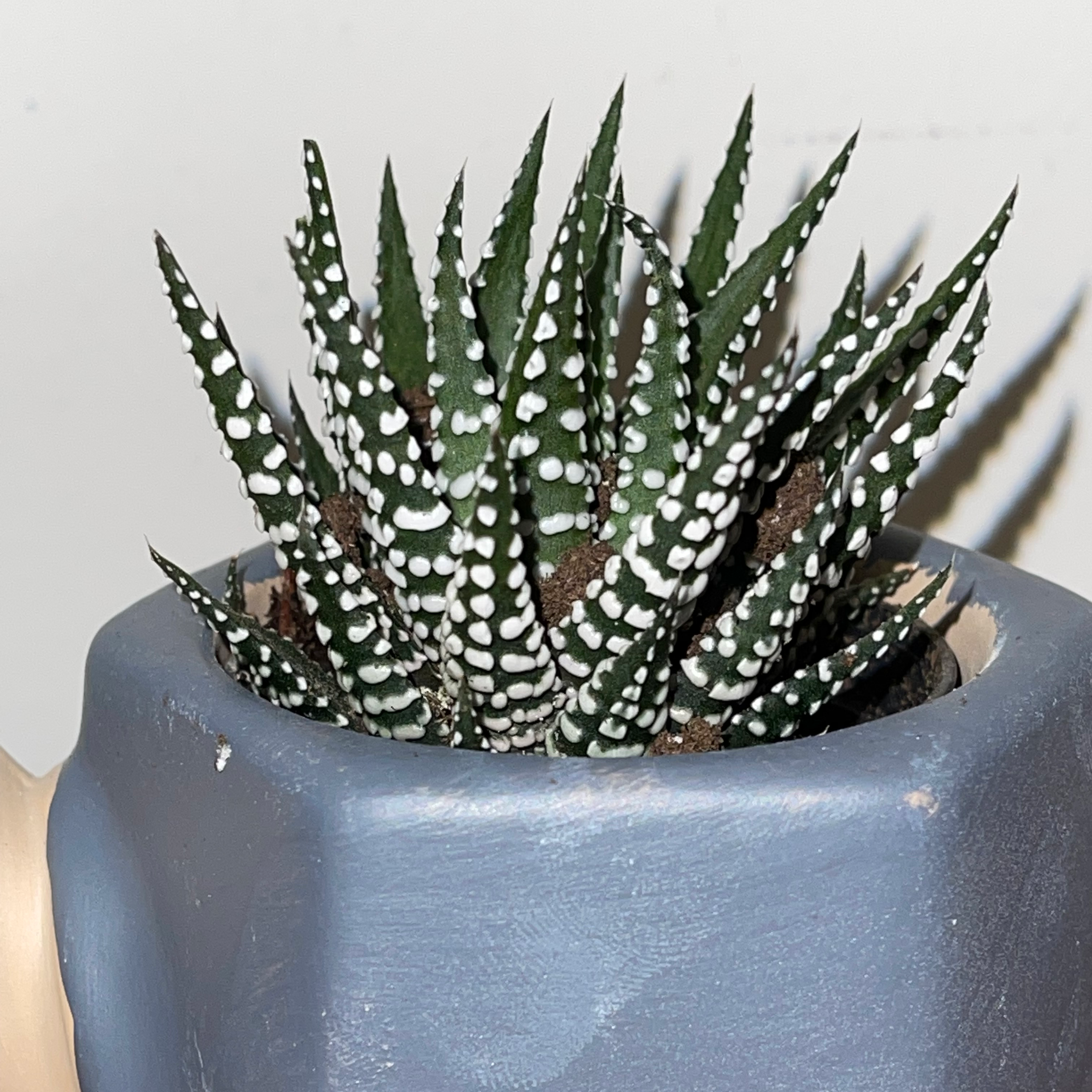 Photo of the plant species Zebra Plant by @Mama_Rinn named Kevin on Greg, the plant care app