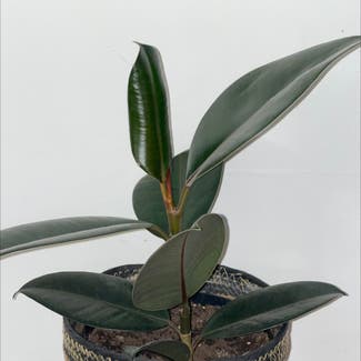 Rubber Plant plant in Somewhere on Earth