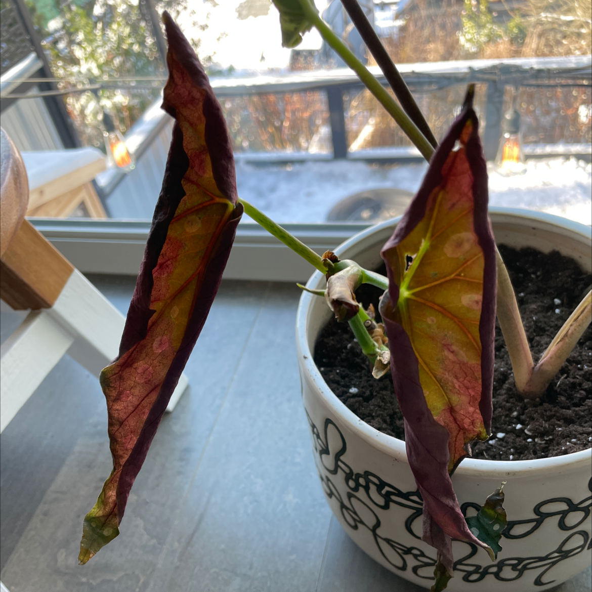 Photo of the plant species Caladium 'Angel Wings' by @ChicWildpansy named Angel wing on Greg, the plant care app