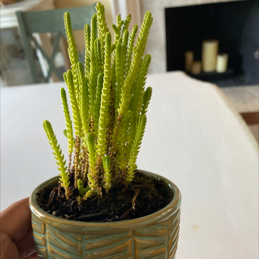 Photo of the plant species Rattail Crassula by @_jordan_ named Dizzy on Greg, the plant care app