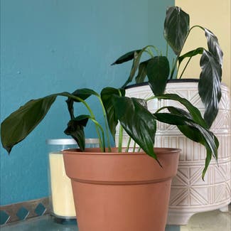 Peace Lily plant in Seaside, California