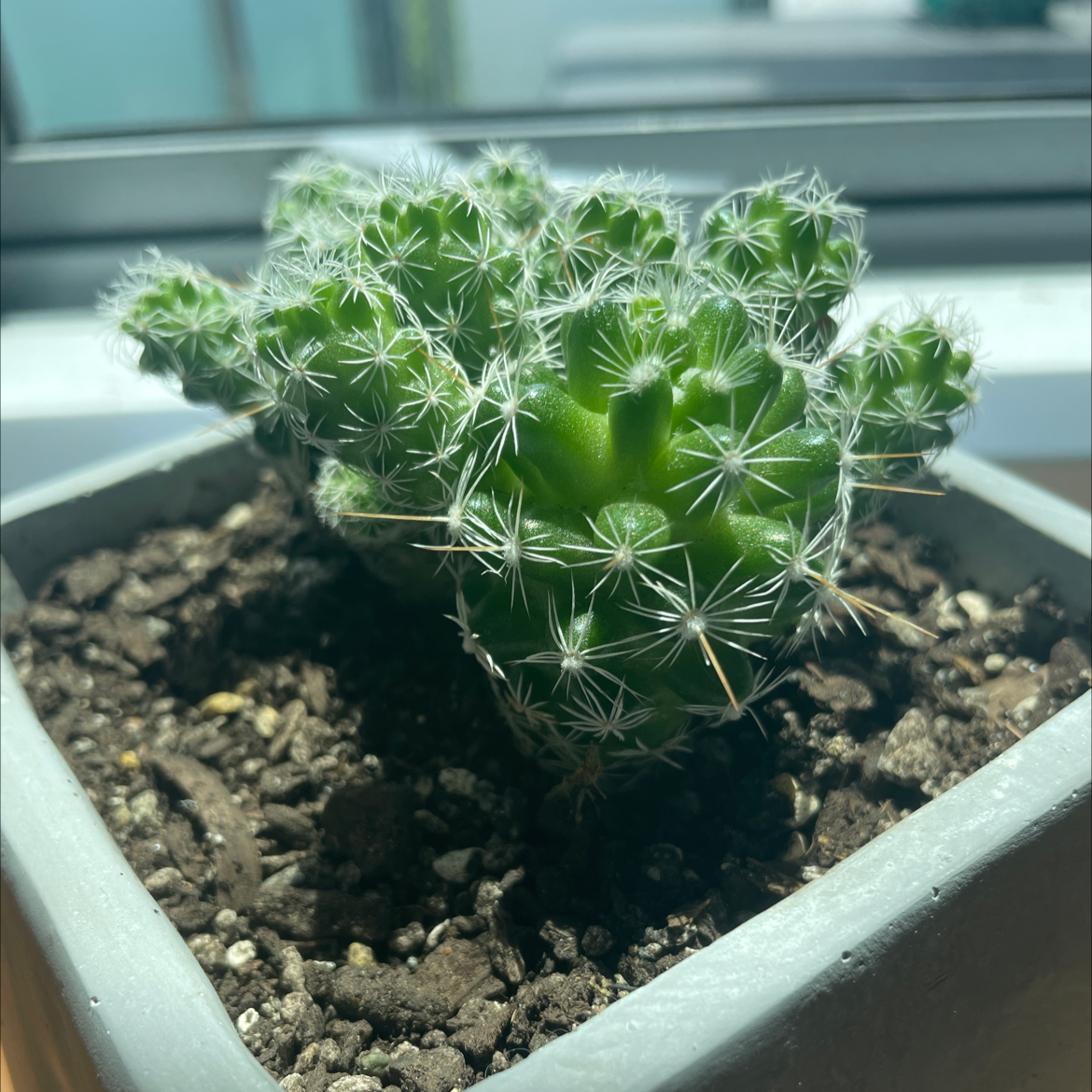 Thimble Cactus in a small pot with visible soil, appears healthy.