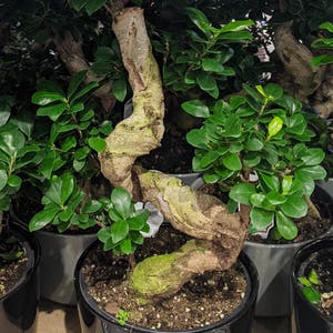 Ficus Ginseng plant photo by @ChummyBonsi named Morgan Treeman on Greg, the plant care app.