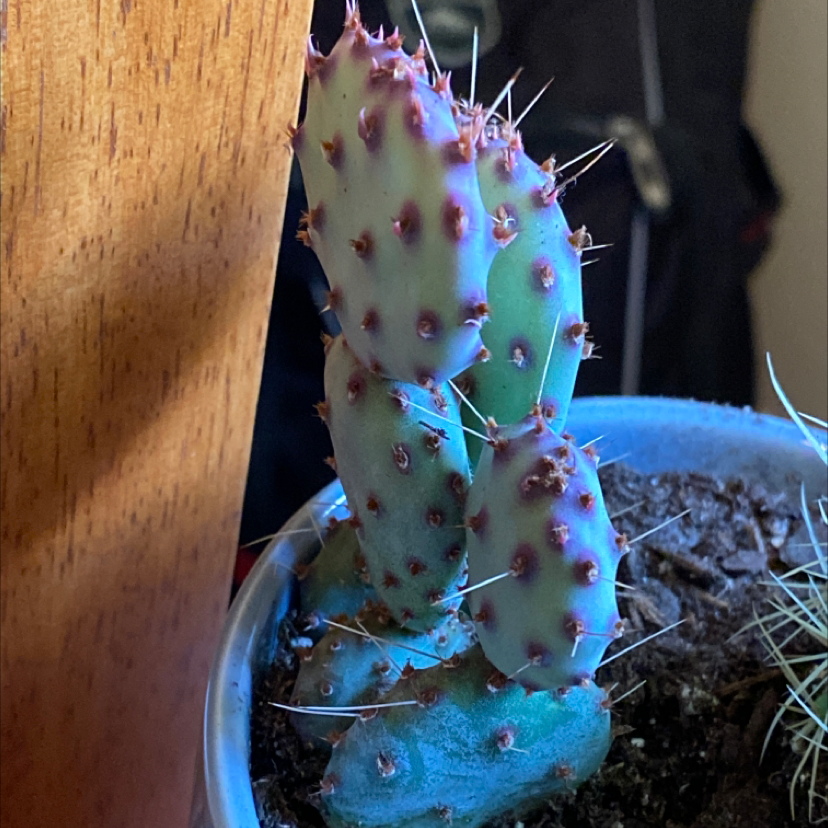 Black-Spined Prickly Pear cactus in a pot with visible soil, well-framed and in focus.