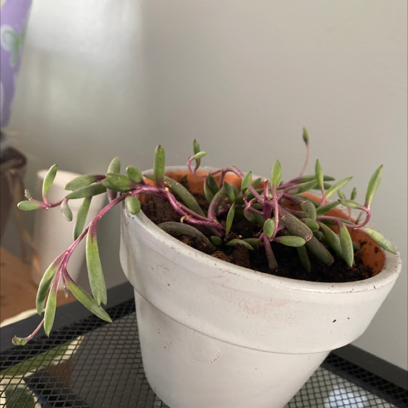 Potted String of Pickles plant with visible soil, well-framed and in focus.