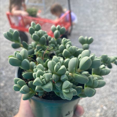 Photo of the plant species Purdy's Stonecrop by A_gain14 named Your plant on Greg, the plant care app