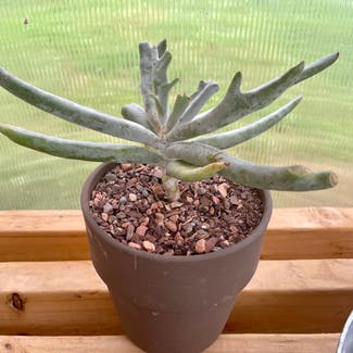 Finger Aloe plant in Korea, Kentucky