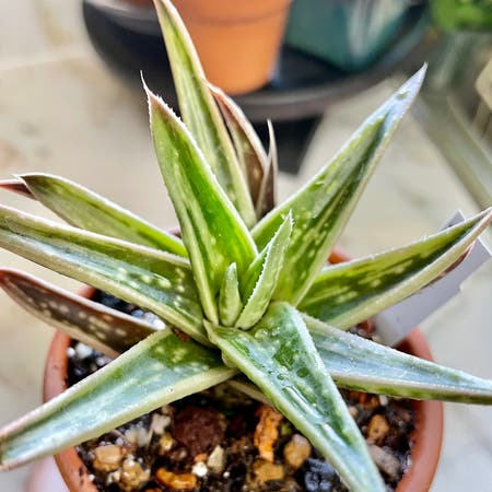 Photo of the plant species Gasteraloe 'Emmy' by Jana85 named Your plant on Greg, the plant care app