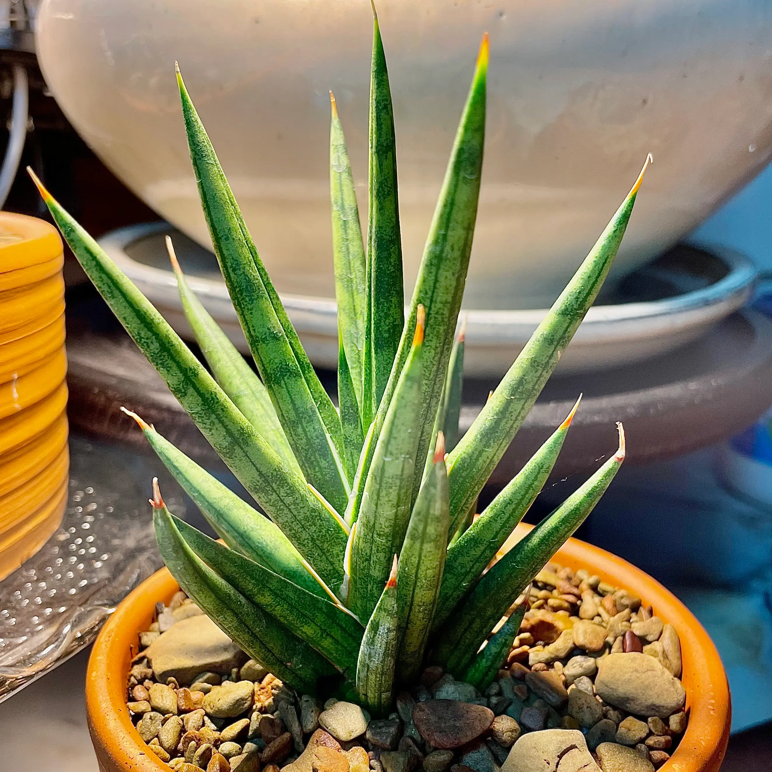 Sansevieria francisii plant in a pot with rocky soil, appearing healthy.