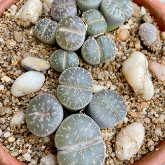 Living Stone plant in Korea, Kentucky