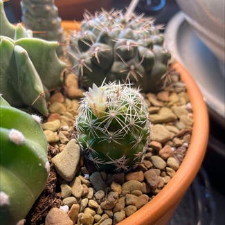 Thimble Cactus plant in Korea, Kentucky