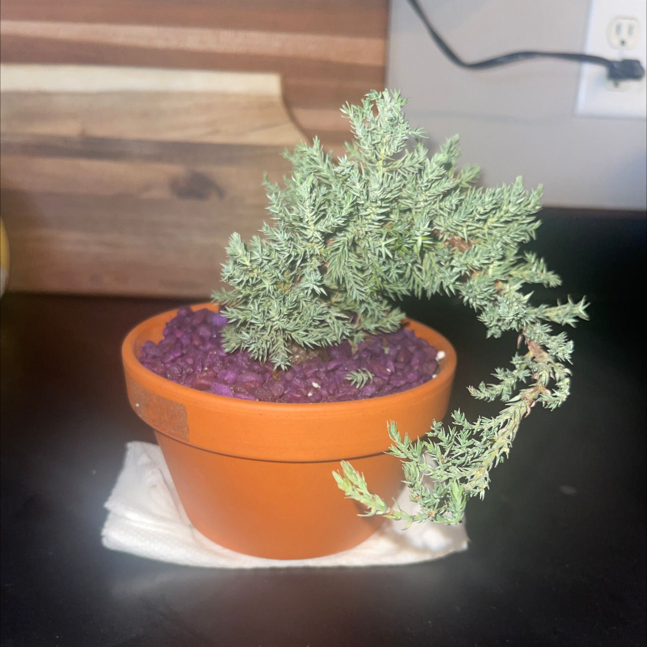 Mediterranean Cypress in a terracotta pot with purple soil, healthy appearance.