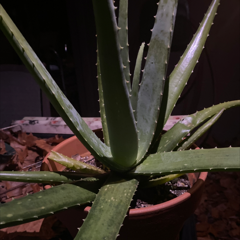 Aloe vera plant photo by @ManyPeanut named Albert on Greg, the plant care app.