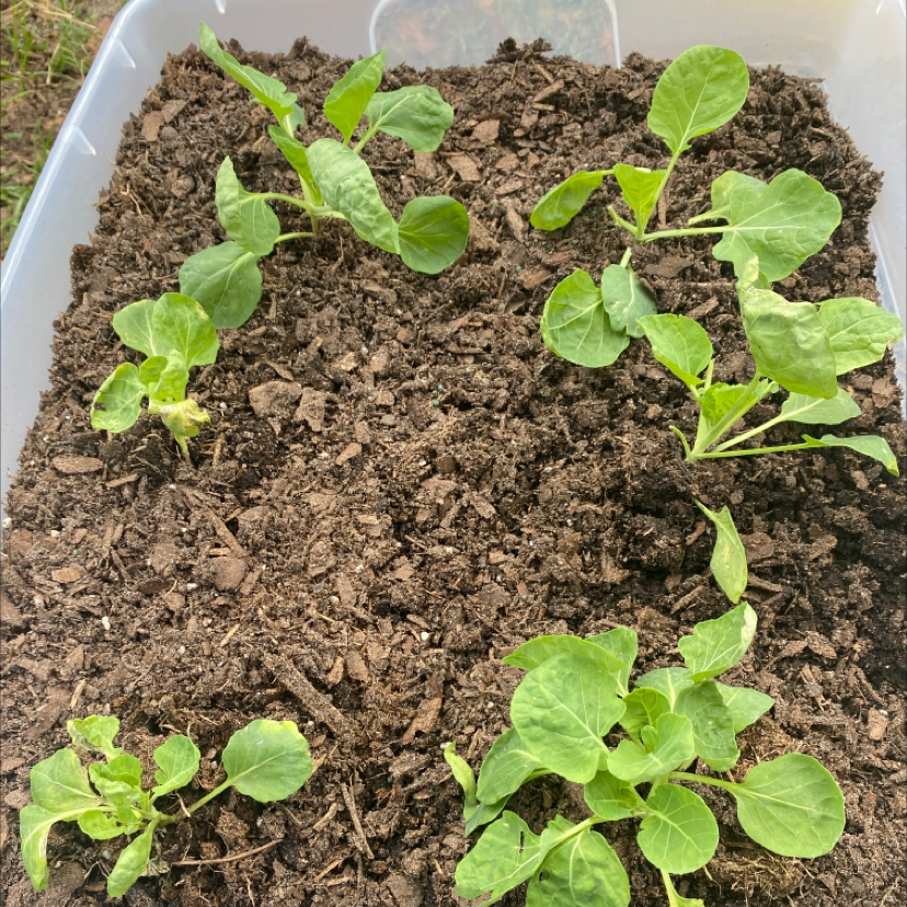 Young Brussel Sprout plants growing in a container with visible soil.