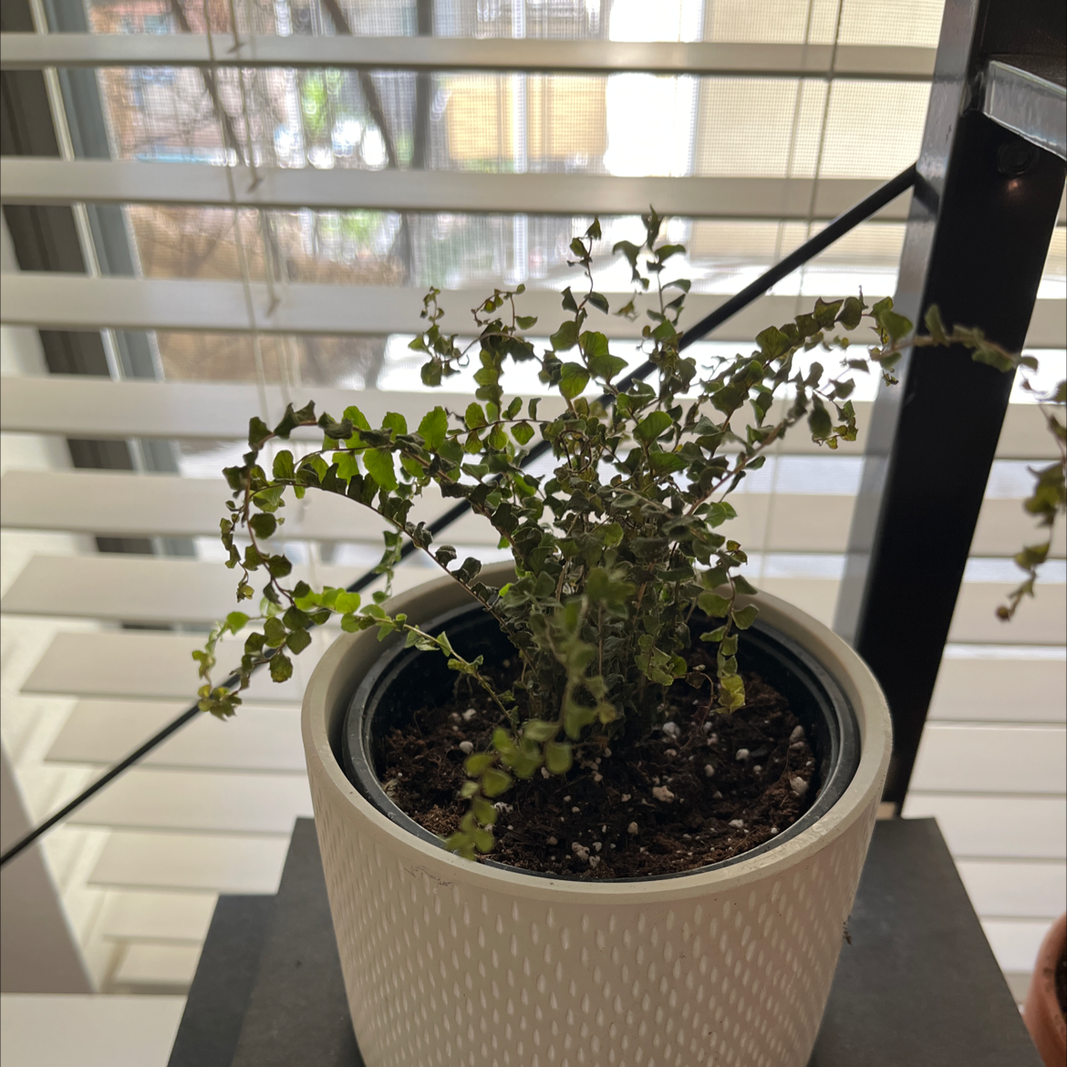 Potted Rough Maidenhair Fern indoors near a window with blinds.