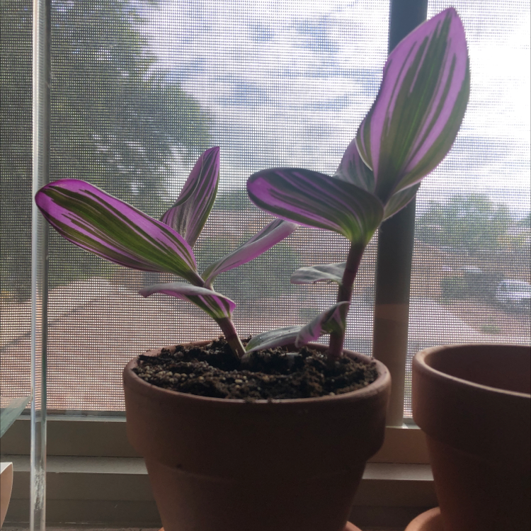 Photo of the plant species Tradescantia Zebrina by @LoveAllPlants named Zebrina on Greg, the plant care app