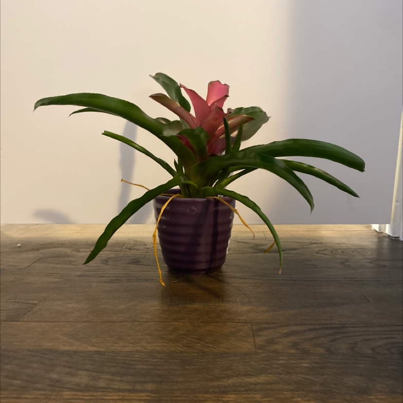 Droophead Tufted Airplant plant photo by @MasterAmethius named Messi on Greg, the plant care app.